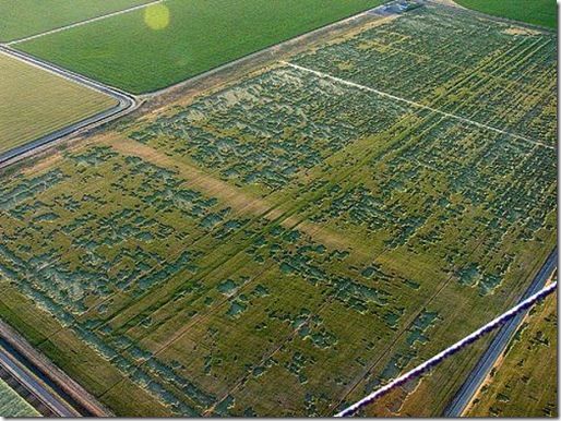 crop rusia