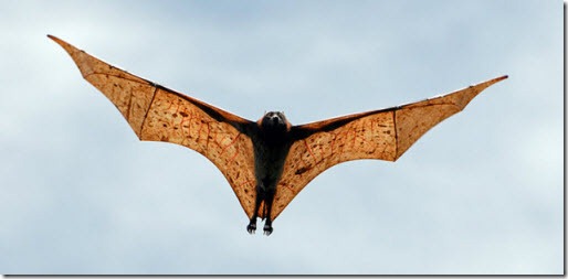 zorro volador