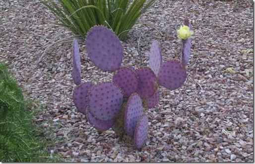 nopal morado