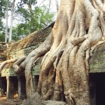 Ta-Prohm.jpg