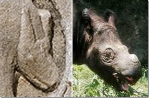 rino