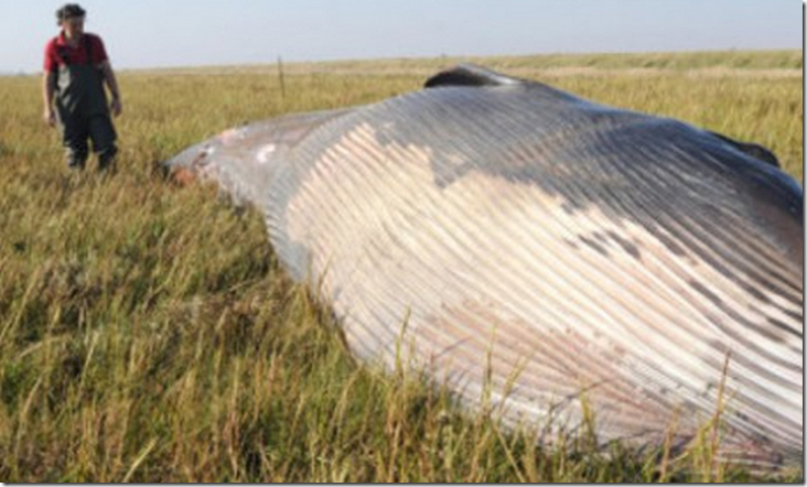 ballena