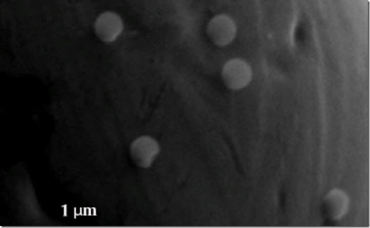 bacteria