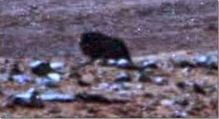 bufalo