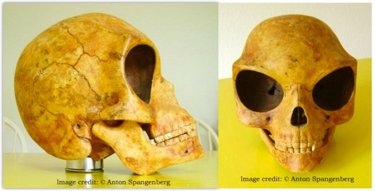 sealand skull
