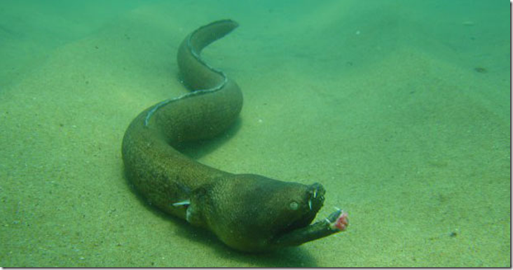 Aplatophis chauliodus